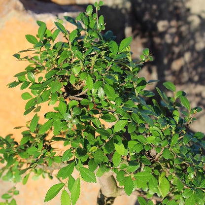 Brussel's Bonsai Live Chinese Sweet Plum Bonsai Tree - 5 Years, 6 to 10 in - Indoor Bonsai in Ceramic Bonsai Pot