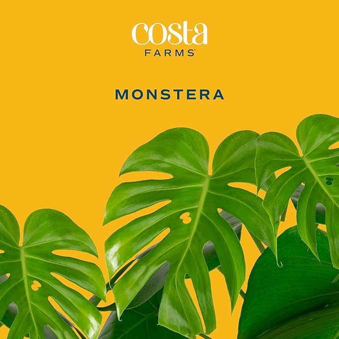 Costa Farms Monstera, Swiss Cheese Live Plant in Decorative Pot, Large Indoor Houseplant, Perfect for Home, Room, or Office Decor, Great House Warming or Birthday Gift, 2-3 Feet Tall