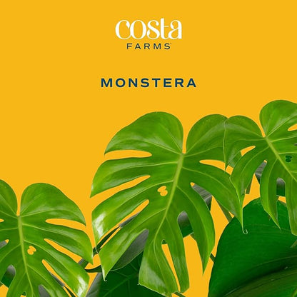 Costa Farms Monstera, Swiss Cheese Live Plant in Decorative Pot, Large Indoor Houseplant, Perfect for Home, Room, or Office Decor, Great House Warming or Birthday Gift, 2-3 Feet Tall