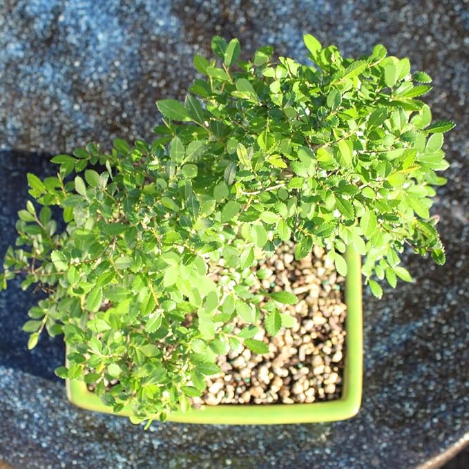 Brussel's Live Chinese Elm Outdoor Bonsai Tree - 15 Years Old; 14" to 18" Tall with Decorative Container