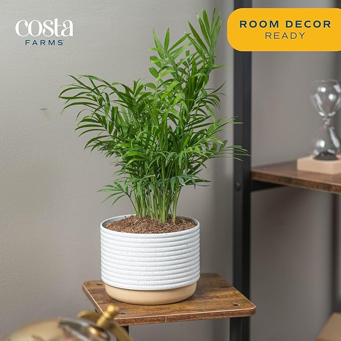 Costa Farms Parlor Palm Live Plant in Plastic Pot, Air Purifying Indoor Houseplant, Perfect for Home, Room, or Office Decor, Great House Warming or Birthday Gift, 14-18 Inches Tall