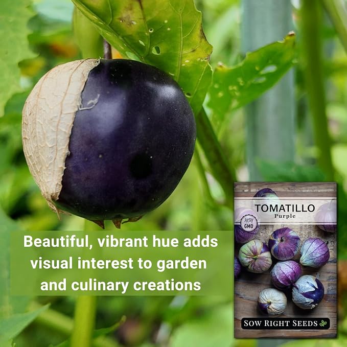 Sow Right Seeds - Purple Tomatillo Seeds for Planting - Non-GMO Heirloom Packet with Instructions to Plant an Outdoor Home Vegetable Garden - Mexican Husk Tomato - Ground Cherries Great for Salsa (1)