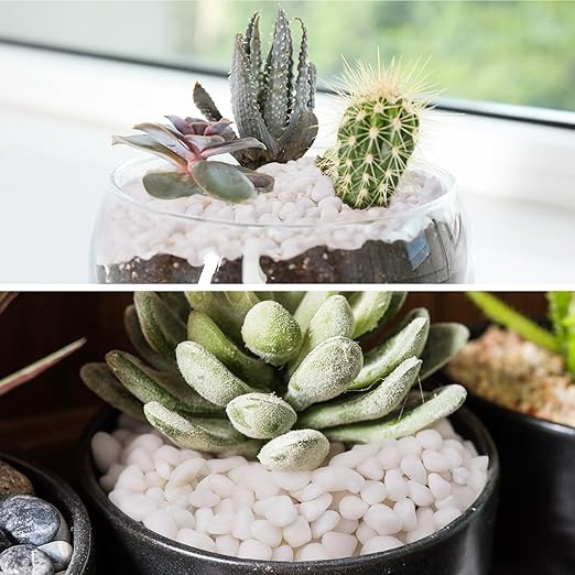Pulovin 2.5 lbs White Pebbles for Vases, 3/8" Small Plant Stones for Pots Indoor, Pea Gravel for Succulents, Bamboo, Terrarium, High Polished