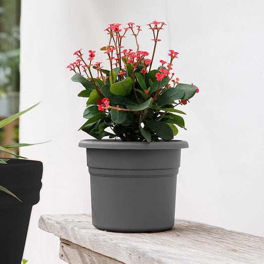 Bloem Posy 6" Charcoal Round Resin Planter Pot Indoor and Outdoor Gardening