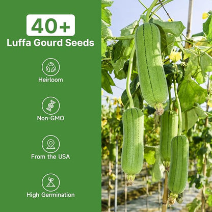Groundio 40+ Luffa Seeds – Non-GMO Heirloom Loofah Sponge Gourd Seed, Edible & Natural Sponge, Home Garden Outdoor Planting (Luffa aegyptiaca)