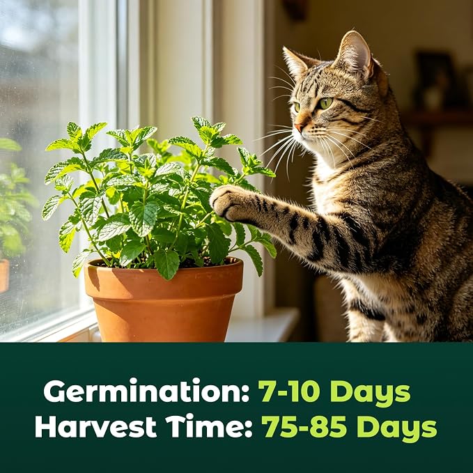 2300 Catnip Seeds for Planting Indoors & Outdoors - Premium Non-GMO Herb Cat Nip Plant Seeds, High Germination Rate - Grow Fresh Cat Grass