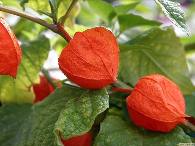Seeds Strawberry Physalis Cape Gooseberry Goldenberry Ground Cherry Orange Non GMO Vegetable for Planting