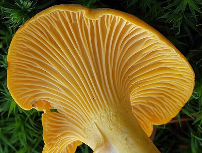 Spores Mushroom Golden Chanterelle Seeds Mycelium Spawn Dried Hierloom Non GMO