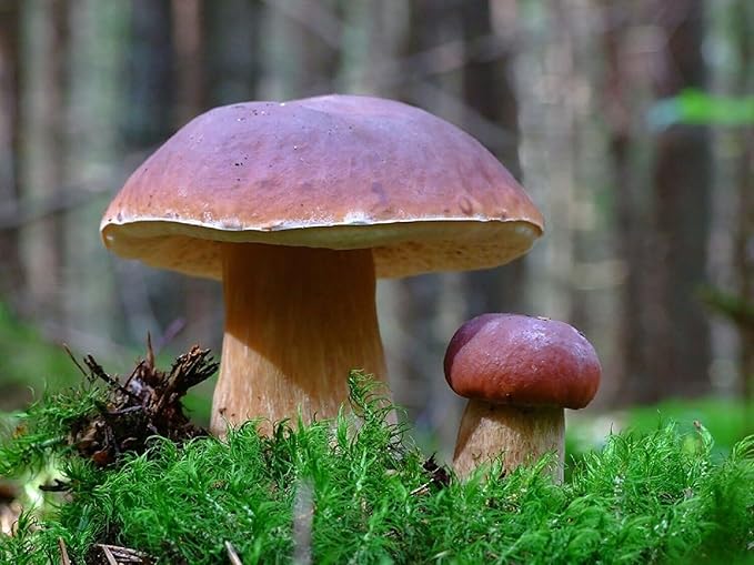 Porcini Mushrooms Spores King Boletus Spawn Mycelium Dried Seeds for Planting Non GMO 100 Seeds