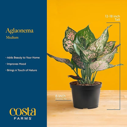 Costa Farms Chinese Evergreen Live Plant in Decorative Pot, Easy to Maintain, Air Purifying Indoor Houseplant, Home, Room, or Office Decor, House Warming or Birthday Gift, 12-18 Inches Tall
