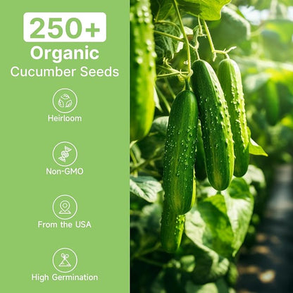 Groundio Organic Cucumber Seeds (Marketmore), High Germination Seeds for Planting, Hardy Vigorous Slicing Cucumbers (Cucumis sativus)