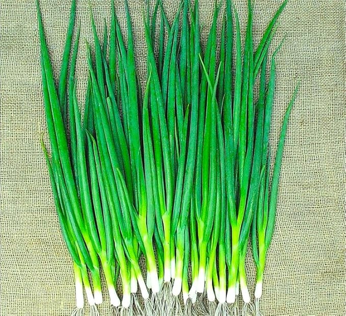 Seeds Japanese Green Onions Tokyo 300+ Seeds for Planting Bunching Onions Perennial