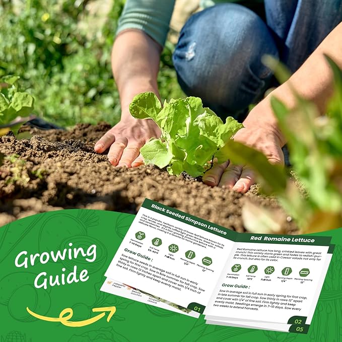 Heirloom Lettuce Seeds - 5 Varieties Lettuce Seeds for Planting - Black Seeded Simpson, Iceberg, Buttercrunch, Parris Island Cos & Lolla Rossa Lettuce - Home Garden & Hydroponic Seeds