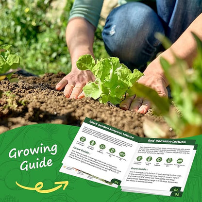 Heirloom Lettuce Seeds - 5 Varieties Lettuce Seeds for Planting - Black Seeded Simpson, Iceberg, Buttercrunch, Parris Island Cos & Lolla Rossa Lettuce - Home Garden & Hydroponic Seeds