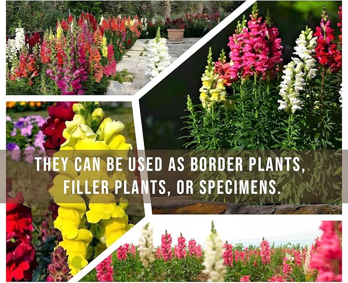 Garden Snapdragon - Maximum Mix - 7,500 Seeds - Mixed Colors, Heirloom Non-GMO USA Grown, Excellent for Pollinators, Annual - Vibrant Flowers for Any Home Garden