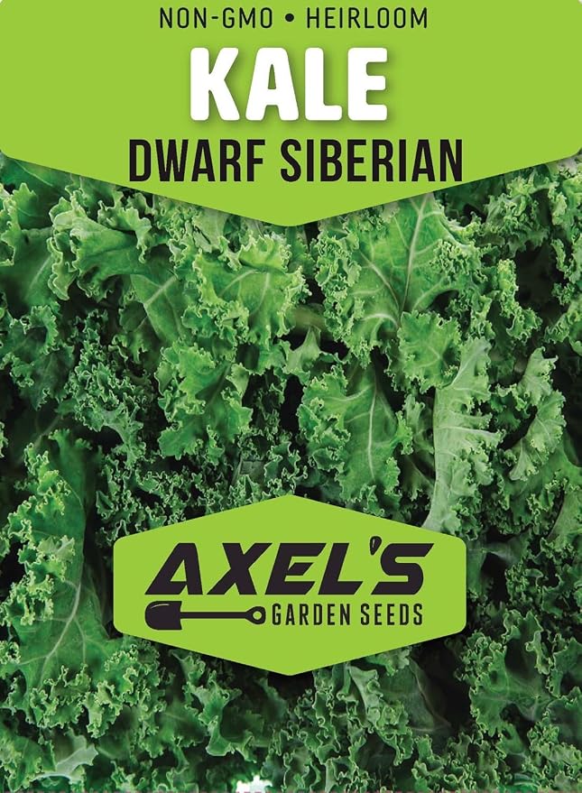 Dwarf Siberian Kale Seeds for Planting – Plant & Grow Heirloom Non-GMO Dwarf Siberian Kale in Home Outdoor Vegetable Garden, Brassica Napus – 5 Packets