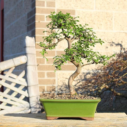 Brussel's Live Chinese Elm Outdoor Bonsai Tree - 15 Years Old; 14" to 18" Tall with Decorative Container