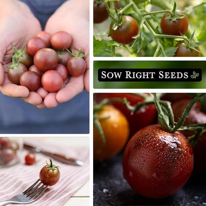 Sow Right Seeds - Black Cherry Tomato Seeds for Planting - Non-GMO Heirloom Packet with Instructions to Plant a Home Vegetable Garden - Tasty Snacking Variety, Start Indoors - Indeterminate (3)