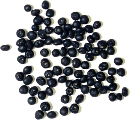 Seed Needs Mary Washington Asparagus Seeds to Plant Heirloom 5 Packs