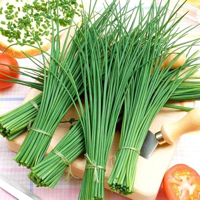 Seeds Chives Onion (Garlic Scapes) Green Non GMO Vegetable for Planting