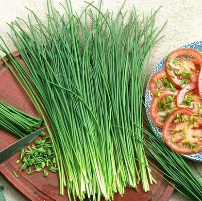 Seeds Chives Onion (Garlic Scapes) Green Non GMO Vegetable for Planting
