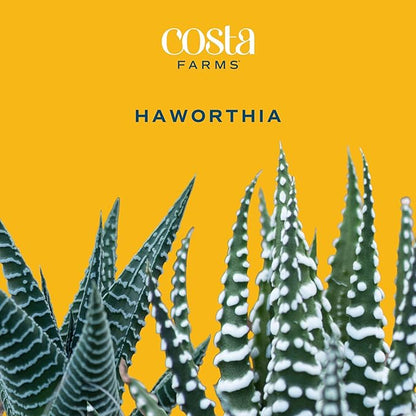 Costa Farms Haworthia Live Plant in Decorative Pot, Easy to Maintain Succulent Indoor Houseplant, Perfect for Home, Room, or Office Decor, Great House Warming or Birthday Gift, 2.75-6 Inches Tall