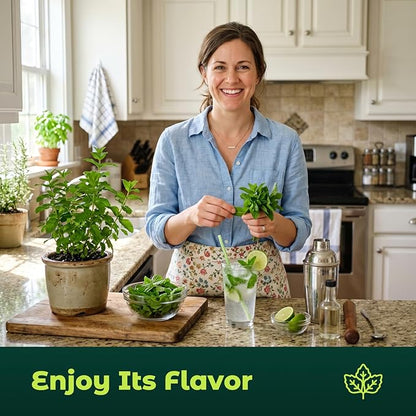 3000 Peppermint Seeds for Planting Indoors & Outdoors - Premium Non-GMO Heirloom Peppermint Plant Seeds, High Germination Herb Seeds for Home Garden