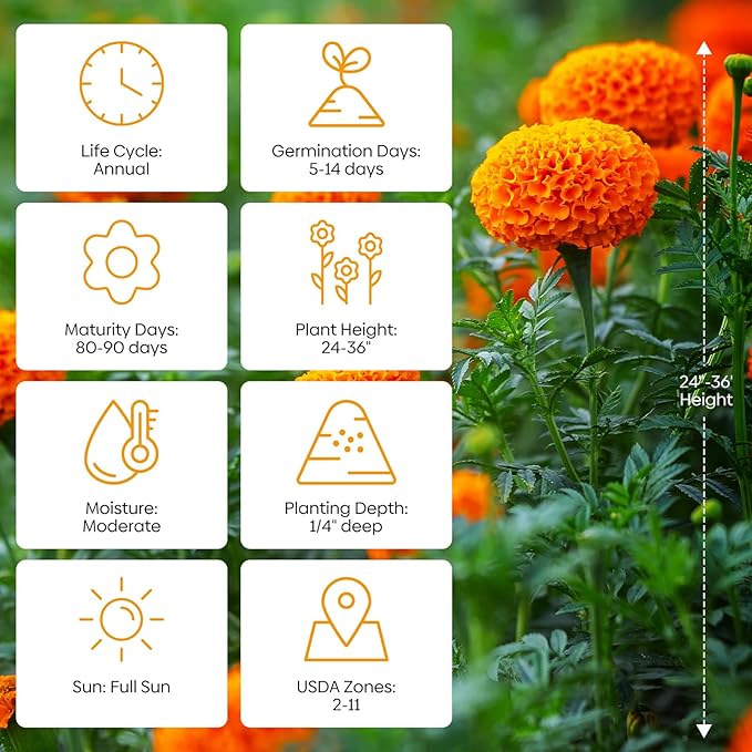 Groundio Marigold Seeds, 1 OZ Over 9500+ Seed, Cracker Jack in Mix Color for Planting Indoor & Outdoor, Attract Pollinators, Non-GMO | Heirloom | USDA Zone 2-11