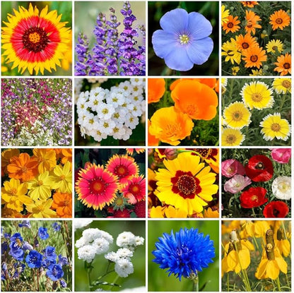 Park Seed Grow Your Own Vibrant Annual and Perennial Wildflower Garden Mixture, Easy to Grow Varieties for Pollinators and Spring Gardens - Dry Places Mix, 25 lbs