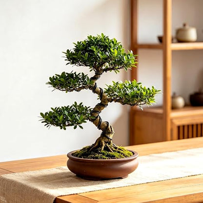 Mudder 5 Roll Aluminum Bonsai Training Wire Tree 1/1.5/2.0/2.5/3mm 118 Feet Total with Bonsai Wire Cutter Anodized Training for Holding Branches Small Trunks(Black)