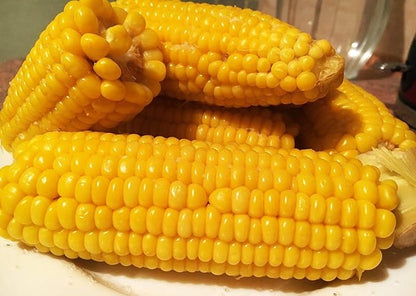 Seeds Sugar Corn Sweet Giant Heirloom Vegetable Non GMO for Planting
