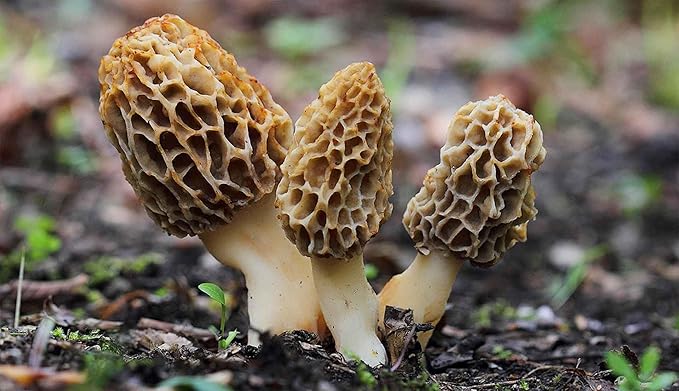 Spores Morel Mushrooms Mycelium Spawn Substrate Seeds Non GMO for Planting
