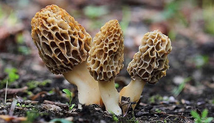 Spores Morel Mushrooms Mycelium Spawn Substrate Seeds Non GMO for Planting
