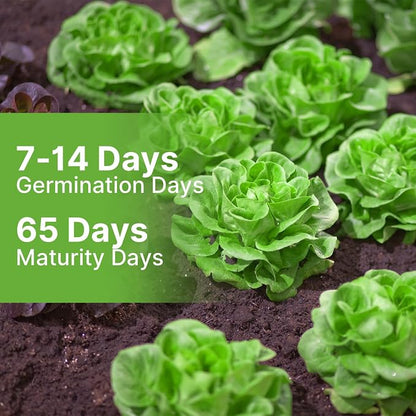 Groundio Buttercrunch Lettuce Seeds, Heirloom Non GMO Vegetable Seeds for Planting Outdoor, Indoor & Hydroponic, Garden Green Leaf Seeds for Salad