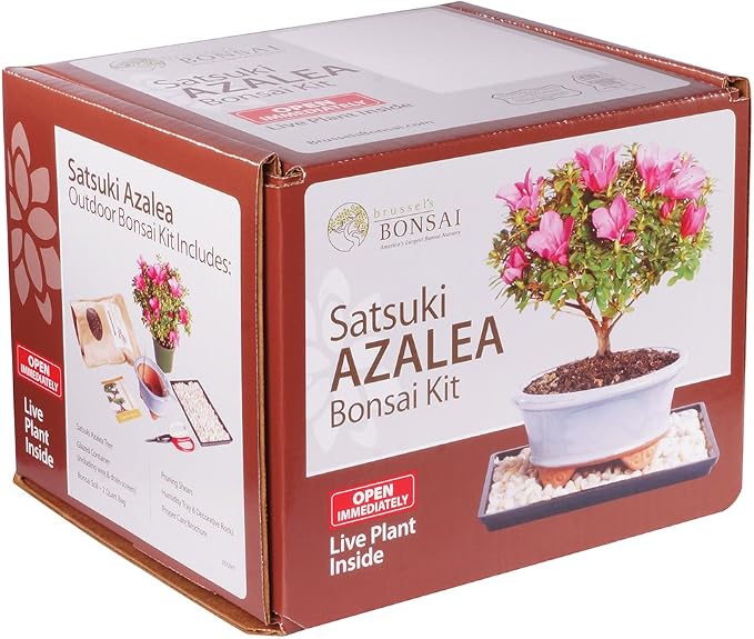 Brussel's Bonsai - Live Satsuki Azalea Bonsai Tree Kit, Outdoor Flowering Bonsai Tree Live Plant with Bonsai Pot, Soil and Tray, Easy Care Bonsai Starter Kit for Patio Garden (Medium)