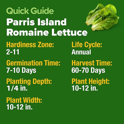 HOME GROWN Parris Island Romaine Lettuce Seeds 7000+ Bulk Pack Heirloom Non-GMO, High Germination, Crisp Cos Lettuce for Planting, Indoor Outdoor Hydroponic Garden, Slow to Bolt (Lactuca Sativa)