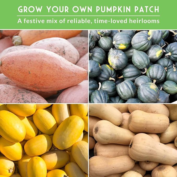 Winter Squash Seeds for Planting - 4 Variety Pack with Butternut, Acorn, Spaghetti & Pink Banana - Heirloom, Open Pollinated Seed - Long-Term Food Storage Vegetables - Survival Garden Seeds
