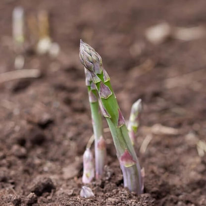 Seed Needs Mary Washington Asparagus Seeds to Plant Heirloom 1 Pack