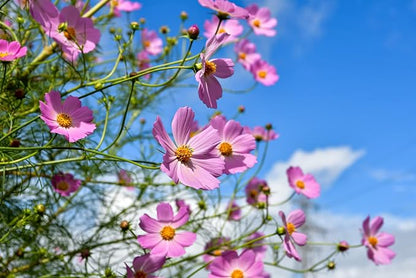 Set of Flower Seed Packets! Flower Seeds in Bulk - Great for Creating The Garden of Your Dreams! (100, Cosmos - Early Sensation)