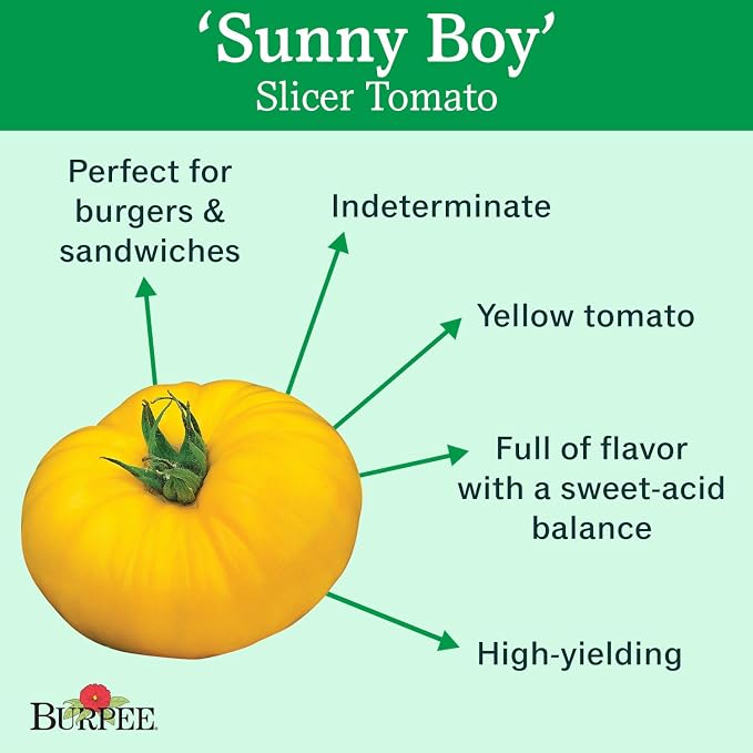 Burpee 'Sunny Boy' Hybrid, Yellow Beefsteak Slicing Tomato, 30 Non-GMO Seeds