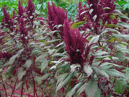500+ Pcs Amaranth Seeds for Planting, Non-GMO, High Germination, Red and Green Leaf Variety, Vegetable Seeds for Microgreens, Sprouts, Home Garden, Indoor or Outdoor Containers