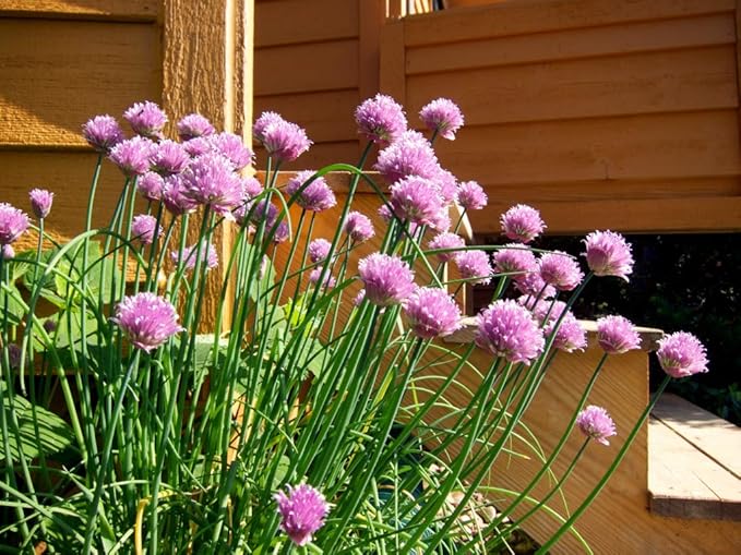 Seeds Chives Onion (Garlic Scapes) Green Non GMO Vegetable for Planting