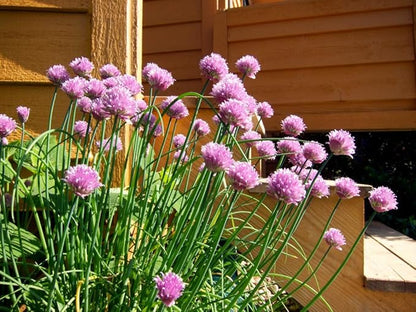 Seeds Chives Onion (Garlic Scapes) Green Non GMO Vegetable for Planting