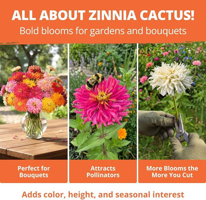 HOME GROWN Zinnia Cactus Mix Seeds - 650 Flower Seeds for Spring Planting Outdoors 2026, Large Zinnia Flower Seed, Easy Grow Garden & Cut Flowers (Zinnia elegans)