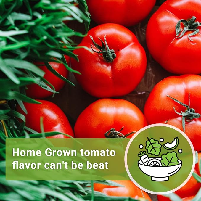 Sow Right Seeds - Beefsteak Tomato Seeds for Planting - Non-GMO Heirloom Packet with Instructions to Plant a Home Vegetable Garden - Indeterminate, Super Large and Bright Red Fruits (2)