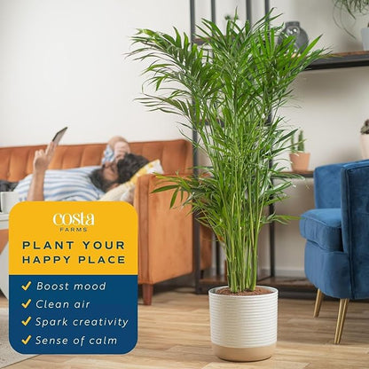 Costa Farms Cat Palm Live Plant in Decorative Pot, Large Indoor Houseplant, Perfect for Home, Room, or Office Decor, Great House Warming or Birthday Gift, 3-4 Feet Tall