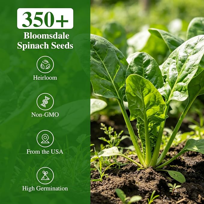 Groundio 350+ Bloomsdale Spinach Seeds, Heirloom Non-GMO, Slow Bolt Cold Hardy Leafy Greens for Home Garden Backyard Planting (Spinacia oleracea)