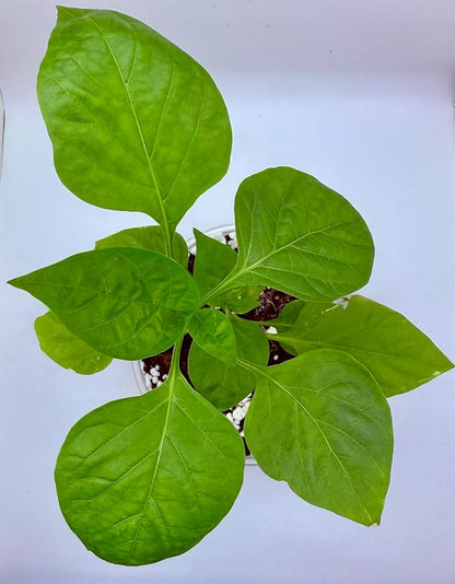 Ash Tree | Seeds In A Cup: Ash Tree Starter Kit | Easy to use | Educational | Memorial Gift | Plant It for The Planet | Grow Your Own Tree | Plastic Planter