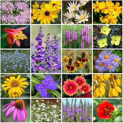 Park Seed Grow Your Own Vibrant Perennial Wildflower Garden Seeds Mixture, Easy to Grow Varieties for Pollinators and Spring Gardens - Native Perennial Mix, 50 lbs