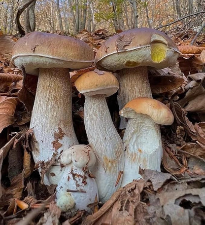 Porcini Mushrooms Spores King Boletus Spawn Mycelium Dried Seeds for Planting Non GMO 100 Seeds
